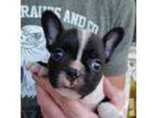 French Bulldog Puppy for sale in ROBERTSDALE, AL, USA