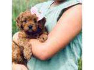 Cavapoo Puppy for sale in West Bend, IA, USA