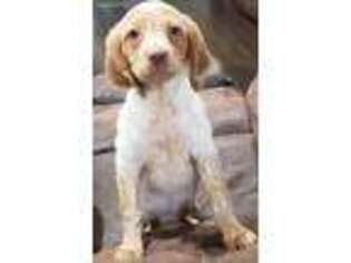 Brittany Puppy for sale in Leander, TX, USA