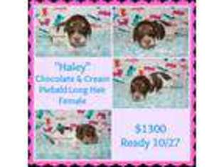 Dachshund Puppy for sale in Youngstown, OH, USA