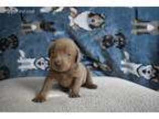 Labrador Retriever Puppy for sale in Bulverde, TX, USA
