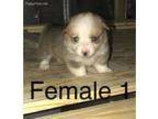 Pembroke Welsh Corgi Puppy for sale in Clarita, OK, USA