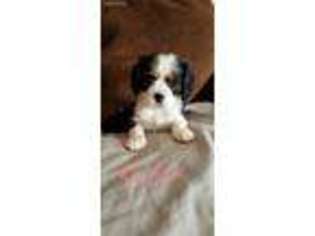 Cavalier King Charles Spaniel Puppy for sale in Montebello, CA, USA