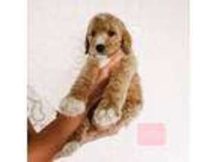 Goldendoodle Puppy for sale in Northport, AL, USA