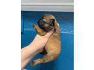 French Bulldog Puppy for sale in Anoka, MN, USA