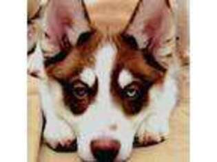 Siberian Husky Puppy for sale in Sterling, VA, USA