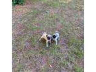 Pug Puppy for sale in Carver, MA, USA