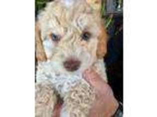 Mutt Puppy for sale in Paragonah, UT, USA