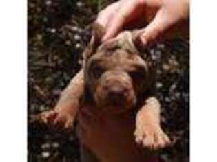 Doberman Pinscher Puppy for sale in San Bernardino, CA, USA