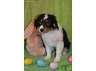 Miniature Australian Shepherd Puppy for sale in Pierz, MN, USA