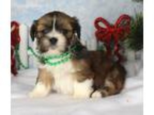 Lhasa Apso Puppy for sale in Boca Raton, FL, USA