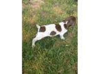 German Shorthaired Pointer Puppy for sale in Middleport, NY, USA