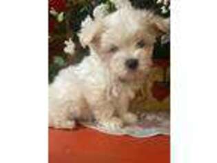 Maltese Puppy for sale in Pinnacle, NC, USA