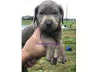 Labrador Retriever Puppy for sale in Bells, TX, USA