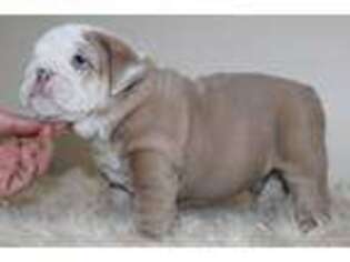 Bulldog Puppy for sale in Wallingford, KY, USA