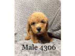Labradoodle Puppy for sale in Livingston, TX, USA