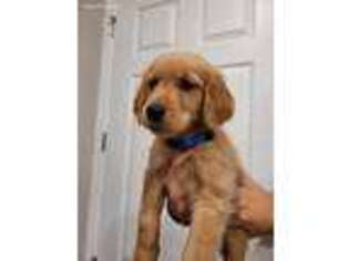 Golden Retriever Puppy for sale in Patrick Springs, VA, USA