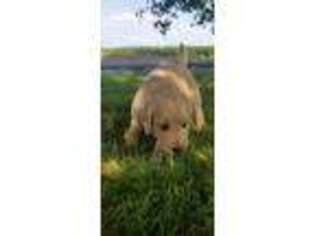 Goldendoodle Puppy for sale in Oakland City, IN, USA