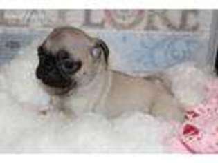 Pug Puppy for sale in Thorndale, TX, USA