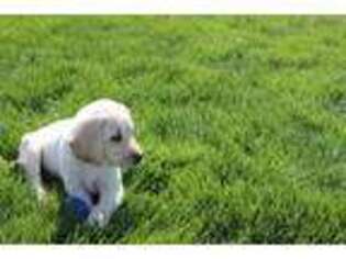 Labrador Retriever Puppy for sale in Harlan, IN, USA