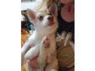 Mutt Puppy for sale in Sitka, AK, USA