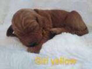 Goldendoodle Puppy for sale in Marion, OH, USA