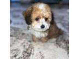 Mutt Puppy for sale in Canton, TX, USA