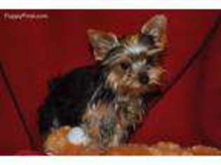 Yorkshire Terrier Puppy for sale in Gambier, OH, USA