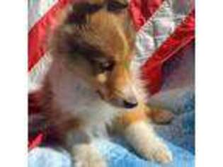 Shetland Sheepdog Puppy for sale in Warne, NC, USA