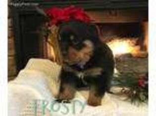 Rottweiler Puppy for sale in Webster, KY, USA