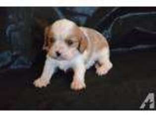 Cavalier King Charles Spaniel Puppy for sale in BRIGGS, TX, USA