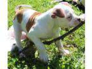 American Bulldog Puppy for sale in GRASS VALLEY, CA, USA