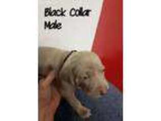Weimaraner Puppy for sale in Argyle, WI, USA