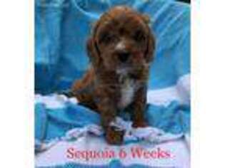 Cavapoo Puppy for sale in Salt Lake City, UT, USA