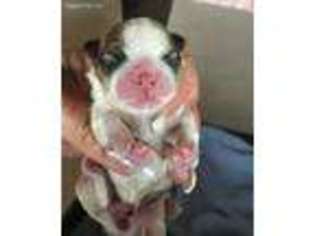 Mal-Shi Puppy for sale in Rutland, IL, USA