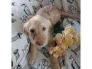 Labradoodle Puppy for sale in Factoryville, PA, USA