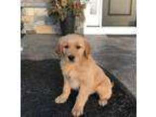 Golden Retriever Puppy for sale in Holtwood, PA, USA