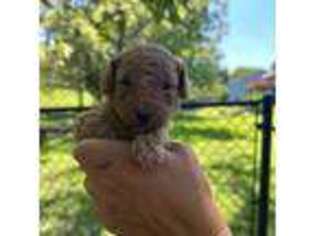 Mutt Puppy for sale in Lawrence, KS, USA