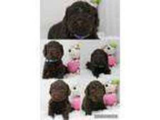 Labradoodle Puppy for sale in Richmond, RI, USA