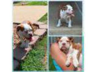Olde English Bulldogge Puppy for sale in Calera, AL, USA
