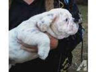 Bulldog Puppy for sale in LENOIR, NC, USA