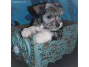 Mutt Puppy for sale in Elwood, NE, USA