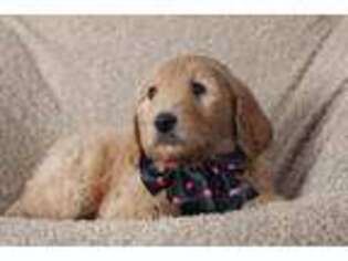 Goldendoodle Puppy for sale in Ovid, NY, USA
