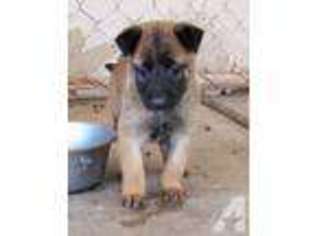 Belgian Malinois Puppy for sale in Queen Creek, AZ, USA
