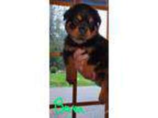 Rottweiler Puppy for sale in Deming, WA, USA