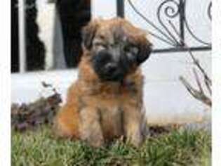 Soft Coated Wheaten Terrier Puppy for sale in Lancaster, PA, USA