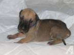 Great Dane Puppy for sale in MANVEL, TX, USA