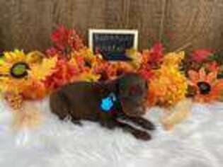 Doberman Pinscher Puppy for sale in Cullman, AL, USA