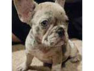 French Bulldog Puppy for sale in Green Valley, IL, USA