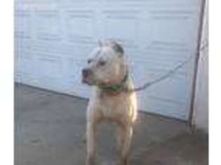 Medium Photo #1 Dogo Argentino Puppy For Sale in Yucaipa, CA, USA